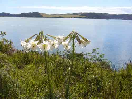 Houhora Harbour