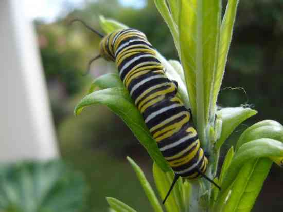 CATERPILLAR