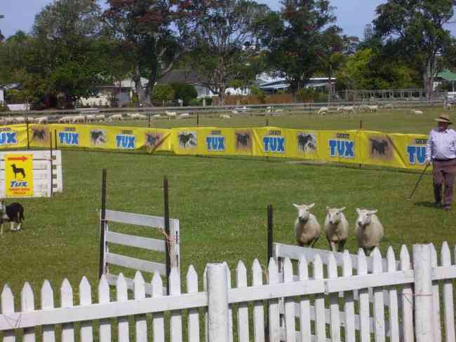 SHEEPDOG TRIALS