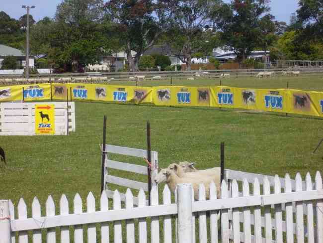 SHEEPDOG TRIALS