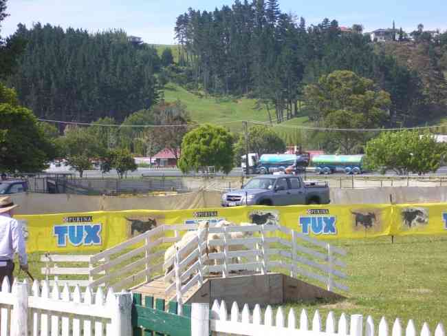 SHEEPDOG TRIALS