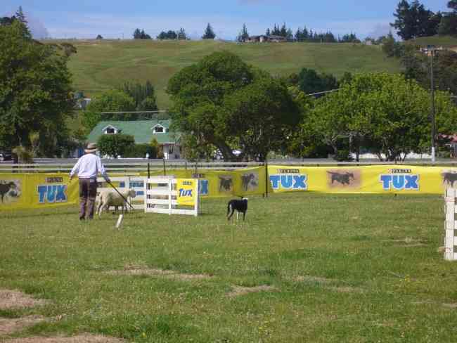 SHEEPDOG TRIALS