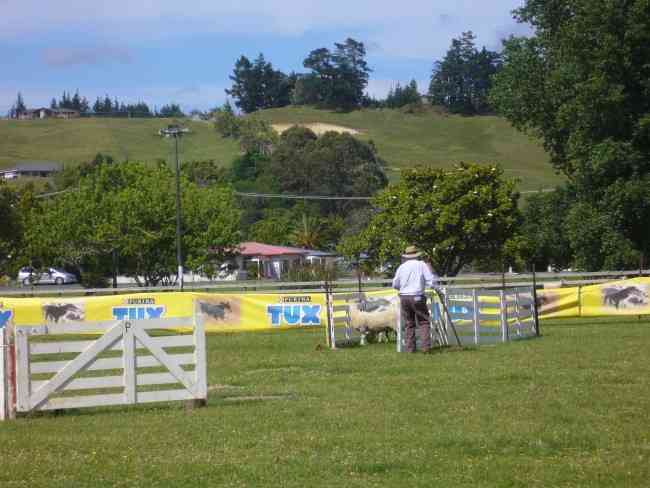 SHEEPDOG TRIALS