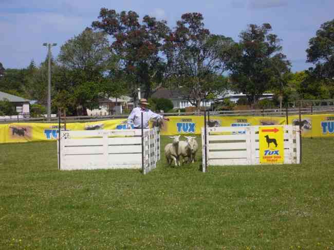 SHEEPDOG TRIALS