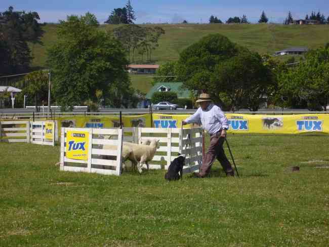 SHEEPDOG TRIALS