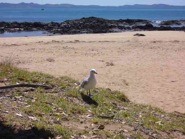 At Coopers Beach Today