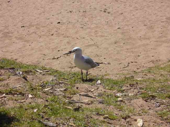 At Coopers Beach Today