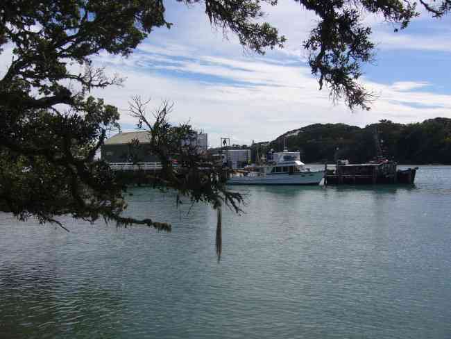 Mangonui