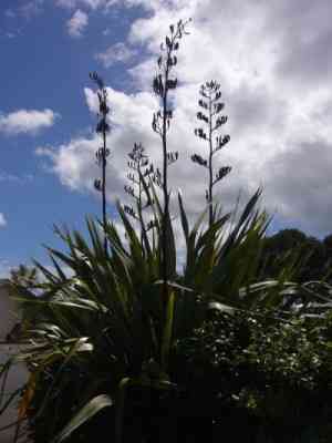 HARAKEKE (Flax)