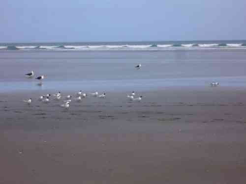 The Beach at AHIPARA