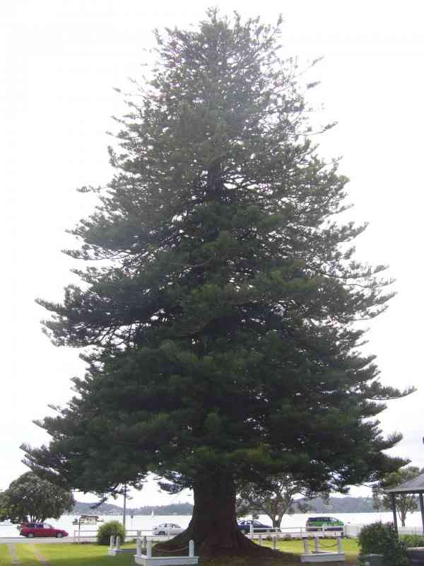 NORFOLK PINE