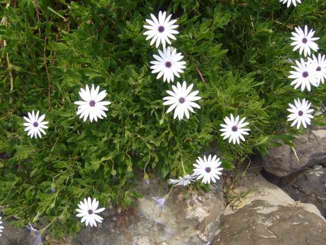 Flowers at the Beach