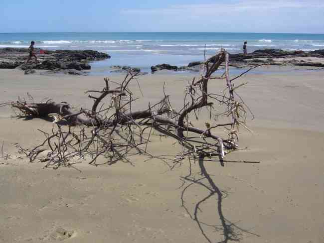 Driftwood at the Beach