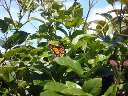 SCHMETTERLING