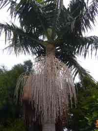 Palmtree