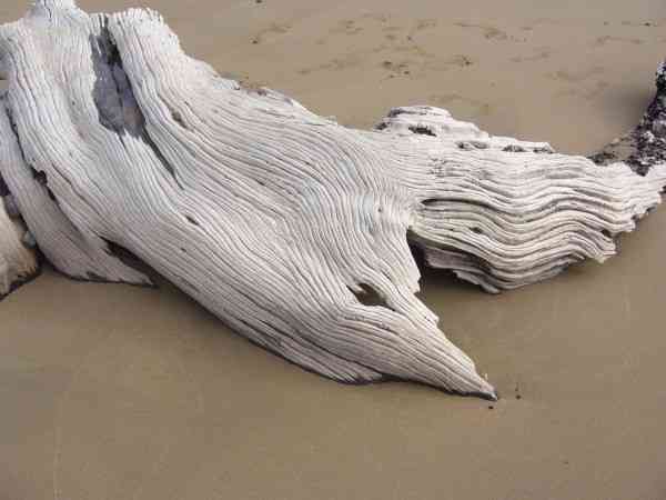 Driftwood