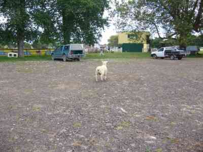 A sheep astray