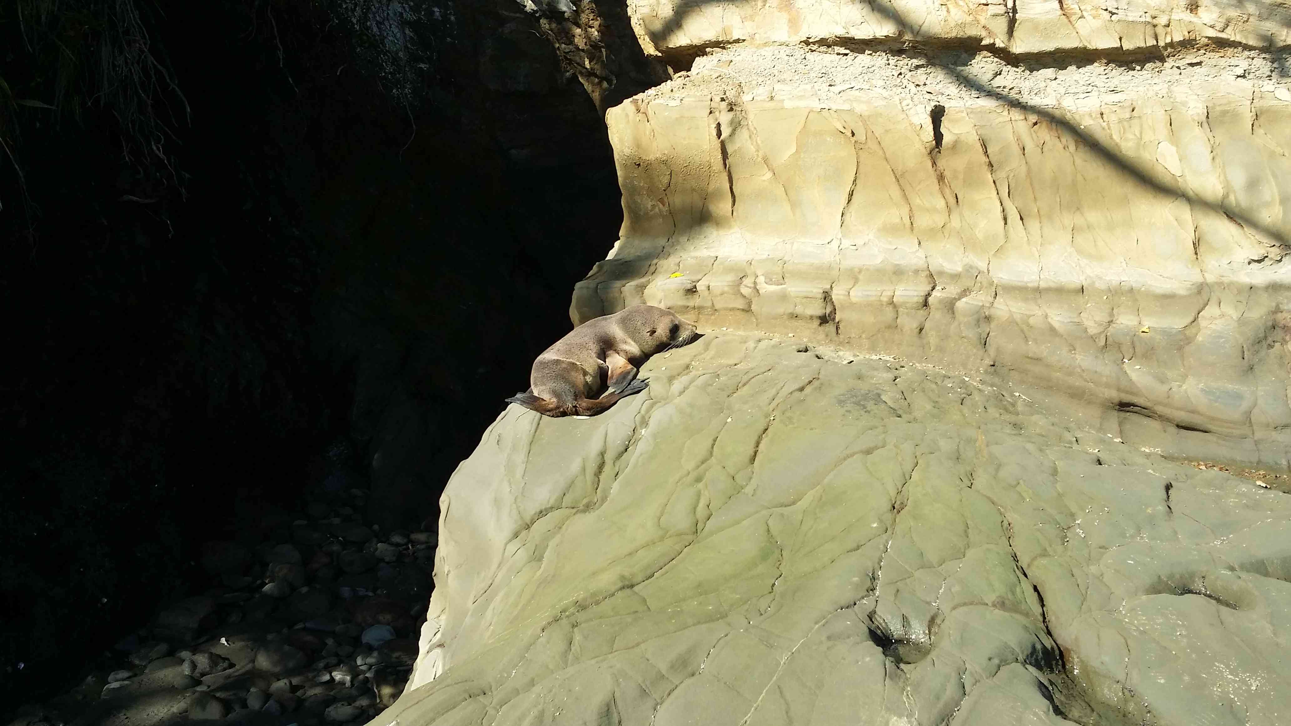 SEAL: Seen north of Auckland in New Zealand