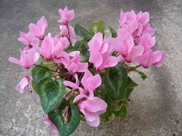 A BEAUTIFUL FLOWER; CYCLAMEN