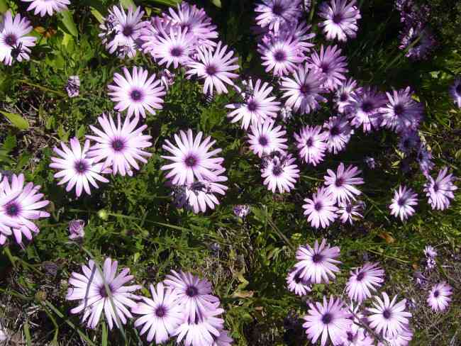 WILD FLOWERS