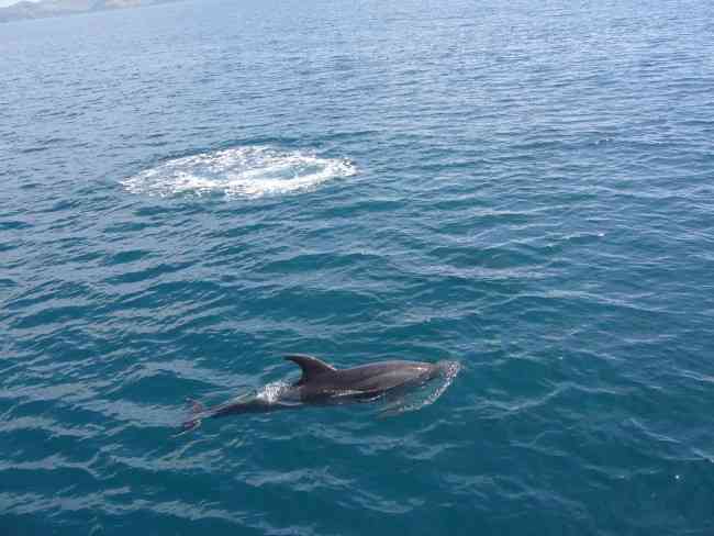 BAY OF ISLANDS: Dolphins