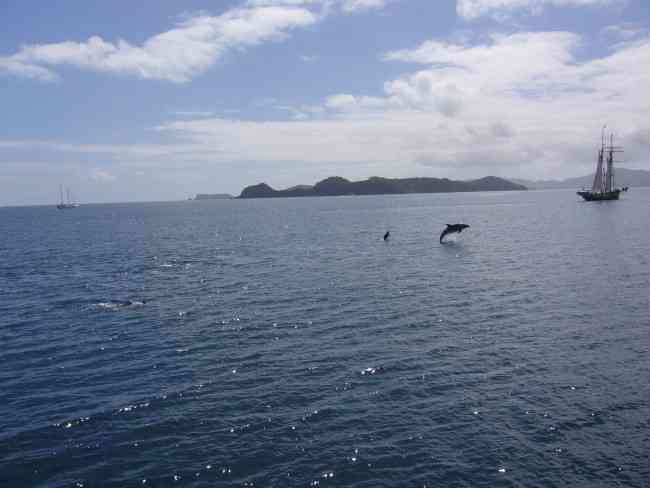 BAY OF ISLANDS: Dolphins