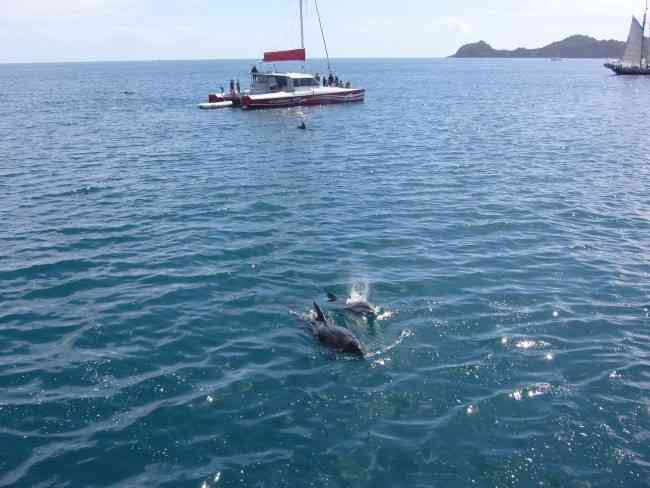 BAY OF ISLANDS: Dolphins